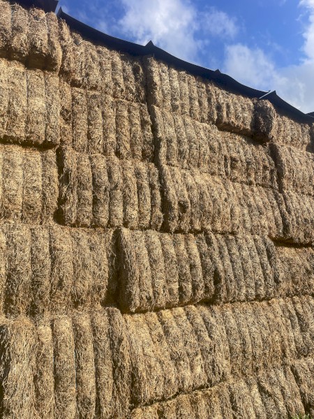 305mt Vetch Hay 550kg 8x4x3 Bales