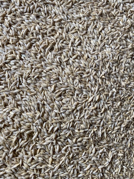 240 t  BAR1 Feed Barley