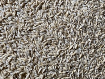 240 t  BAR1 Feed Barley