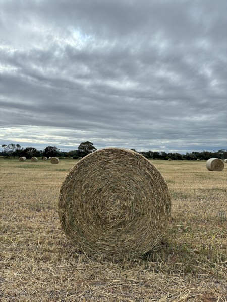68 x Wheaten Hay 5x4 Rolls