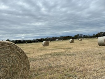 68 x Wheaten Hay 5x4 Rolls