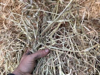 280mt Annual Rye Grass Hay 8x4x3 Bales