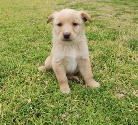 Purebred Cream Male Kelpie