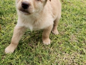 Purebred Cream Male Kelpie
