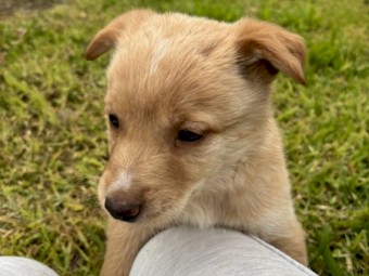 Purebred Cream Male Kelpie