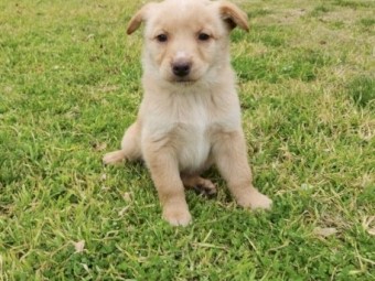 Purebred Cream Male Kelpie