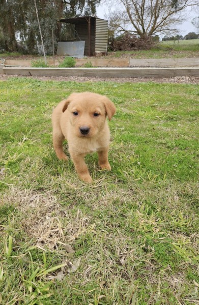 Purebred Cream Male Kelpie