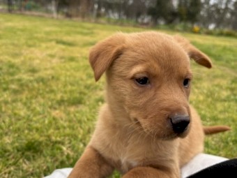 Purebred Cream Male Kelpie