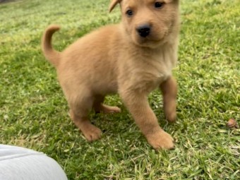 Purebred Cream Male Kelpie