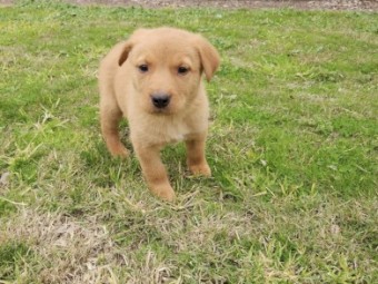 Purebred Cream Male Kelpie
