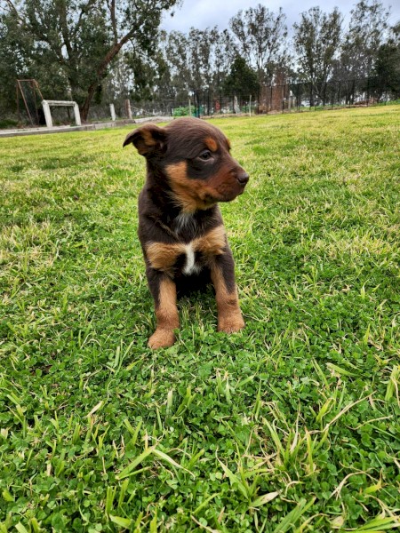 Purebred Red & Tan Female Kelpie