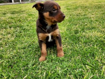 Purebred Red & Tan Female Kelpie