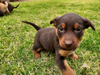 Purebred Red & Tan Female Kelpie