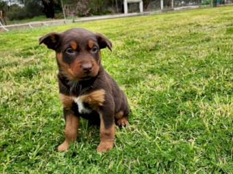 Purebred Red & Tan Female Kelpie