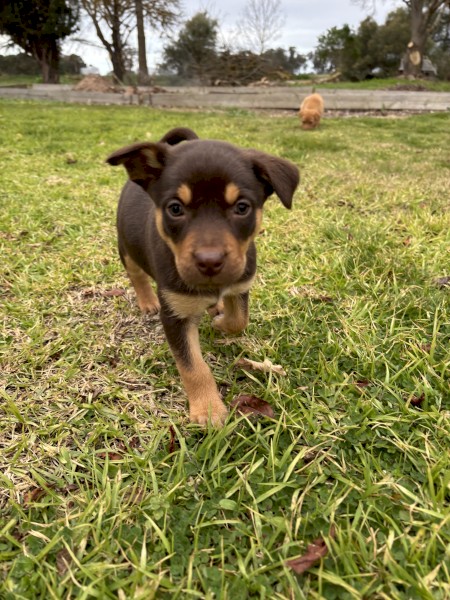 Purebred Red & Tan Female Kelpie