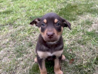 Purebred Red & Tan Female Kelpie