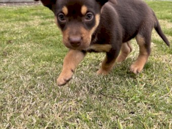 Purebred Red & Tan Female Kelpie