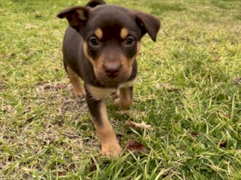 Purebred Red & Tan Female Kelpie