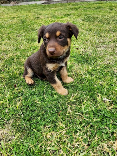 Purebred Red & Tan Male Kelpie