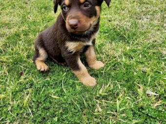 Purebred Red & Tan Male Kelpie