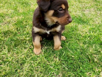 Purebred Red & Tan Male Kelpie