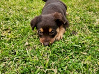 Purebred Red & Tan Male Kelpie