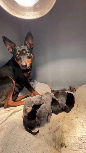 Kelpie Pups x 7