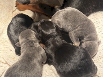 Kelpie Pups x 7