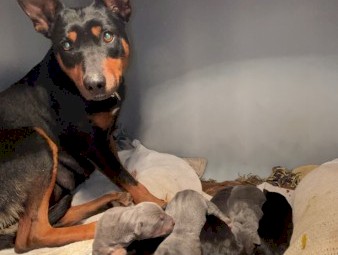 Kelpie Pups x 7