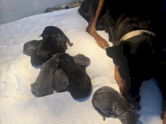 Kelpie Pups x 7