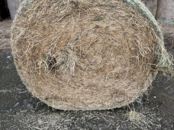 300 x Annual Grass and Clover Hay 5x4 Rolls