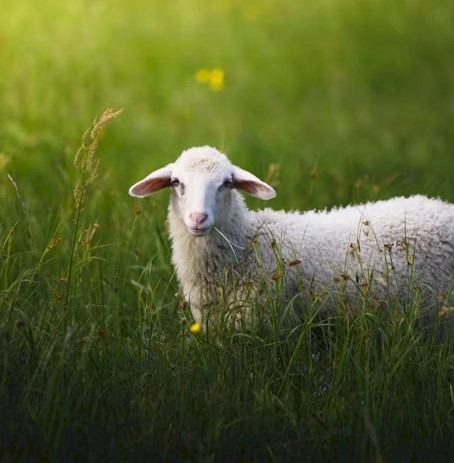 Agistment for Sheep $10 per Head /Week
