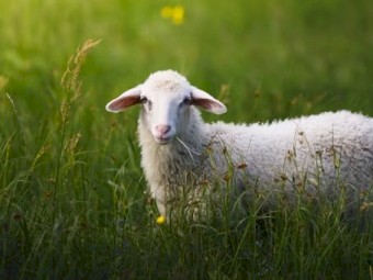 Agistment for Sheep $10 per Head /Week