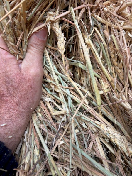 100mt Unawned Wheaten Hay 8x4x3 Bales