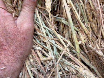 100mt Unawned Wheaten Hay 8x4x3 Bales