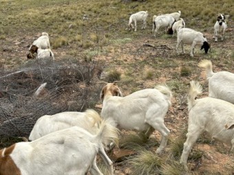 Purebred Boer Goats - Bucks and Wethers