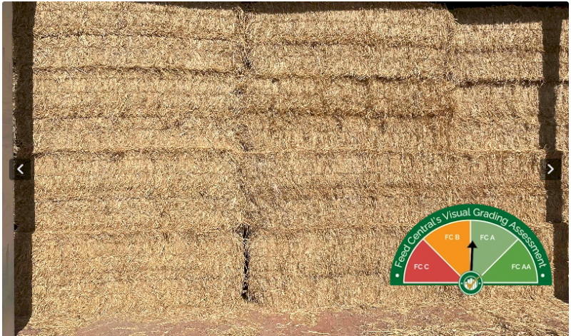 200mt Vetch Hay 690kg 8x4x3 Bales