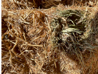 200mt Vetch Hay 690kg 8x4x3 Bales