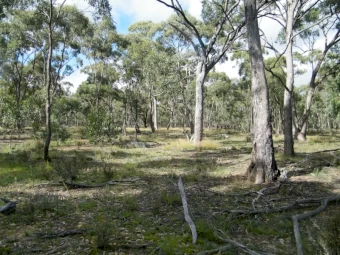 WANTED – Long-Term Bush Block Lease (Central Victoria)