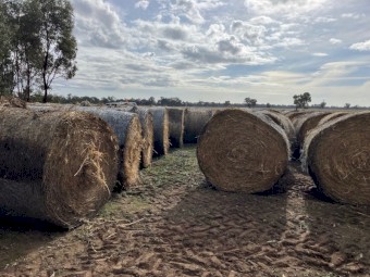 191 x Yarran Oat and Vetch Hay 433kg Round Bales
