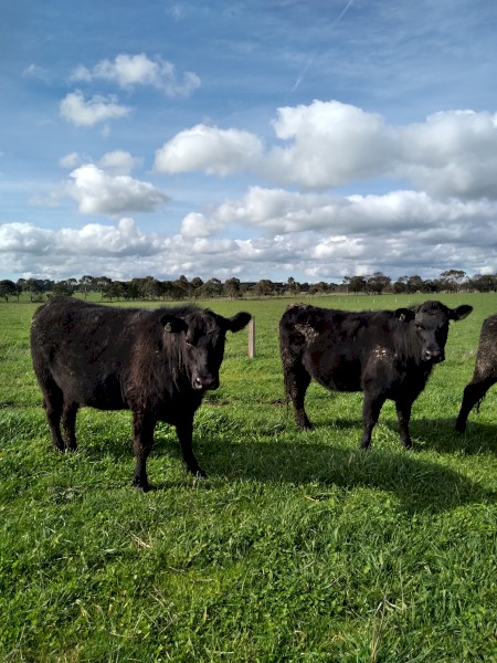PTIC Angus Heifers 