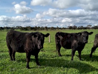 PTIC Angus Heifers 
