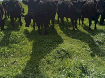 PTIC Angus Heifers 