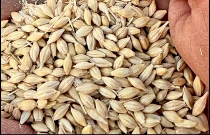 300mt BAR1 Feed Barley