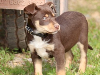 Kelpie Pups x 5
