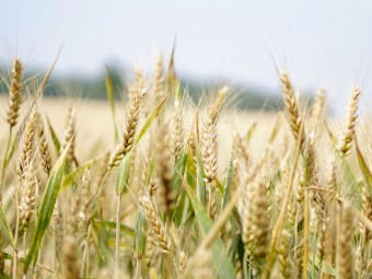Bulk Organic Grains Available