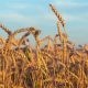 Bulk Organic Grains Available