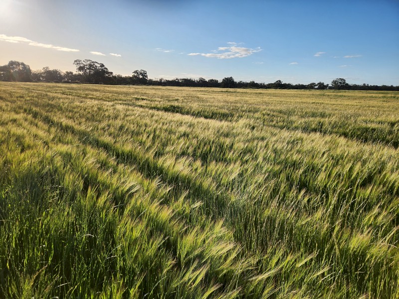 40mt Barley Rye Hay 8x4x3 Bales