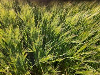 40mt Barley Rye Hay 8x4x3 Bales