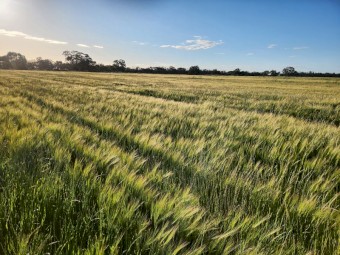 40mt Barley Rye Hay 8x4x3 Bales